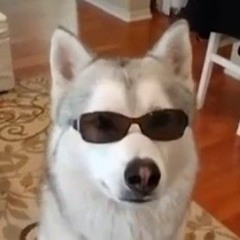 música italiana 🇮🇹🍕