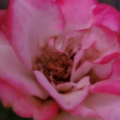 rose thistle