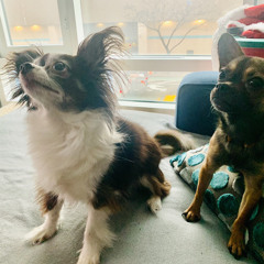 Oreo & Benji & Thom & Mohindar WOOF WOOF