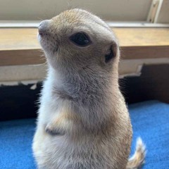 Девочка Полечка