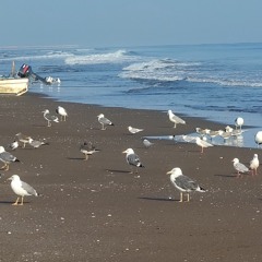 أعلنت هجرانك