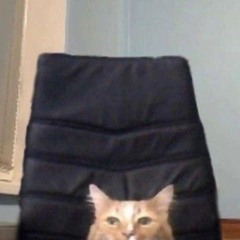 gato