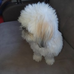 קלודין נורית מואטי