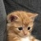 lucas