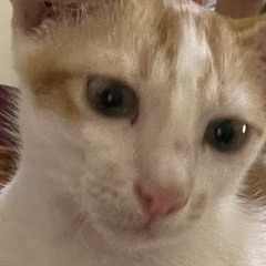 KHA