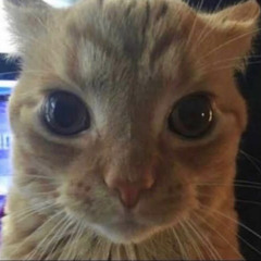 im literally going to kill you