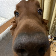 pluxy