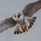 Falcon0161