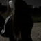 whoiszxcu