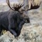 HALFMOOSE