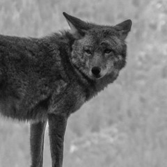 Coyote Call