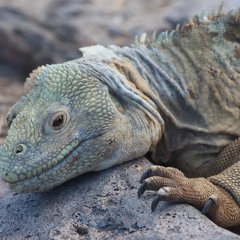 thomatoa