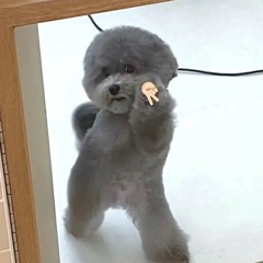 chinesehamstercollector23