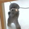 chinesehamstercollector23