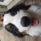 A Dog