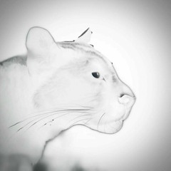 Panther White
