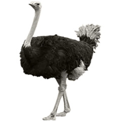 LilOstrichEggJr.