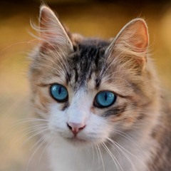 RealCat