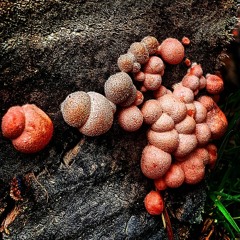 cançons per a les bruixes