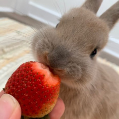 bunny