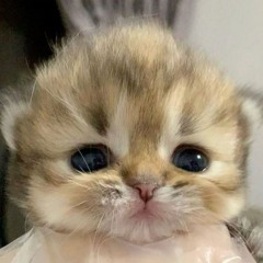 Haii!!!:33Haiii ^_^Hewwo!!>////<