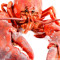 Lobsterlover69