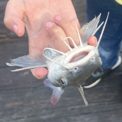 yung catfish