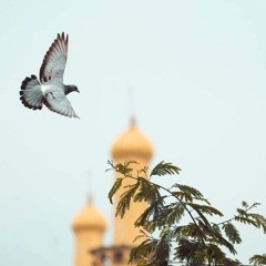 شريهان 🔻
