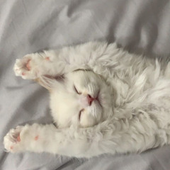 ☆。.:＊・゜