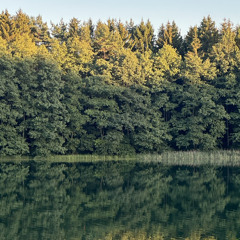Dovilė