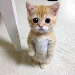 sneaky_kat