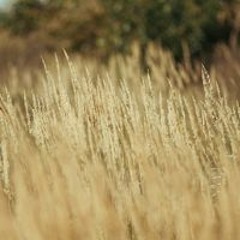 коля тарасюк