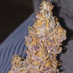 Basilisco