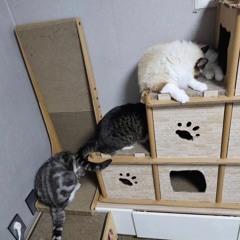 서경진