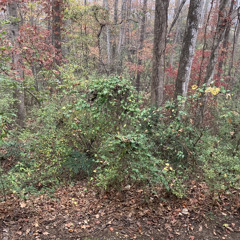 SobbingSop