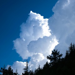 Twilight woods (Remember me)