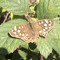 floranoctum