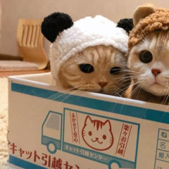 은비냥