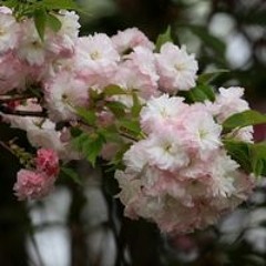 Guo Kai Lu