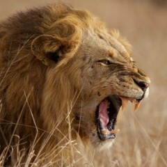 Jose Albarran-Rosales