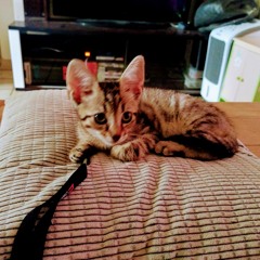 🐱