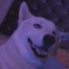 walter the dog