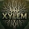 Xylem/ Imbedded