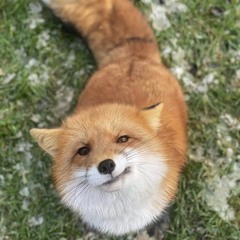 Foxi-1