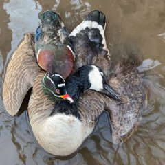 Steven Todd Umphlett