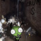 Mizhap_p