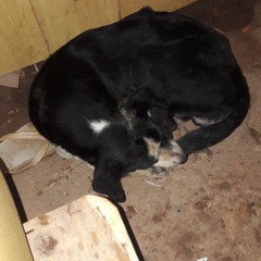 esther