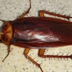 刀尺口ム丹ムU工