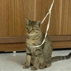 kamean