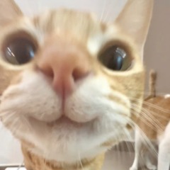 Александра Швайликова